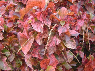 And Even More Red Leaves